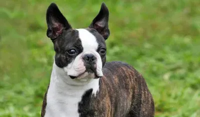 boston terrier jigsaw puzzle