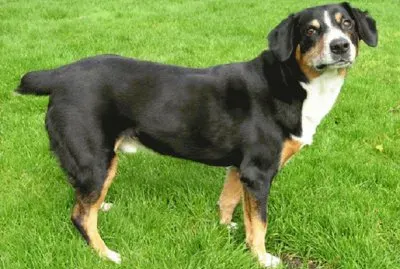 bovaro dellentlebuch