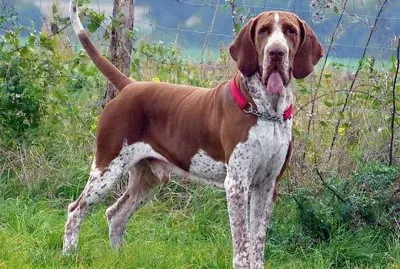 bracco italiano