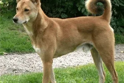 canaan dog