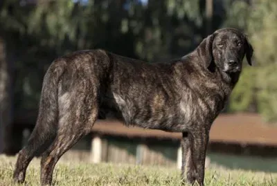 cane de castro laboreiro
