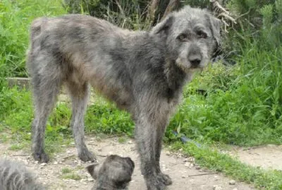 cane fonnese