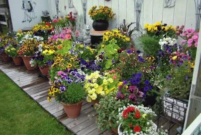 Colorful Potted Flower Garden