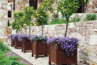 Citrus Tree Planters with Purple Flowers
