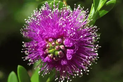 Amazing Beautiful Flower