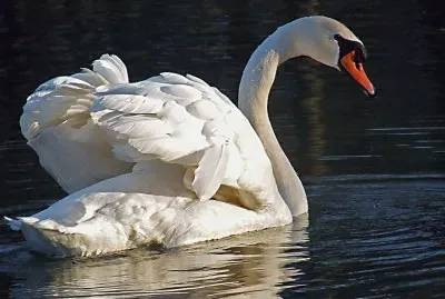 ANIMALES