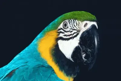 ANIMALES