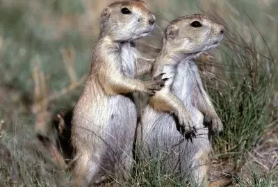 ANIMALES