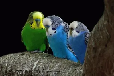 ANIMALES