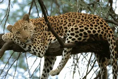 ANIMALES