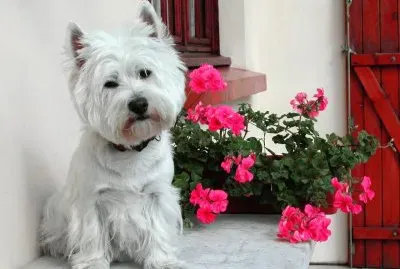 ANIMALES