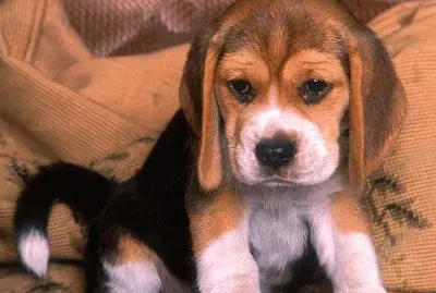 פאזל של ANIMALES