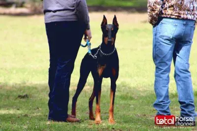 Gorgeous Doberman | Horse Show Dog