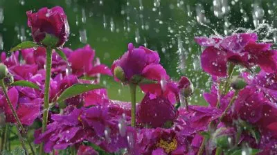 Beautiful Flowers in the Rain jigsaw puzzle