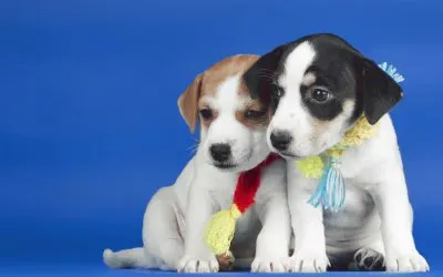 פאזל של ANIMALES