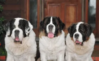 ANIMALES jigsaw puzzle