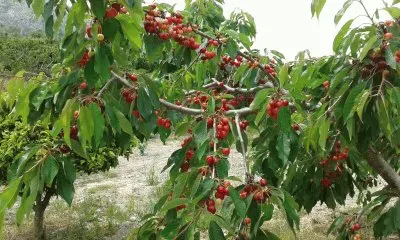 פאזל של Blauverd