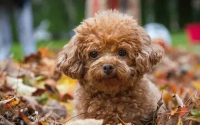 ANIMALES jigsaw puzzle