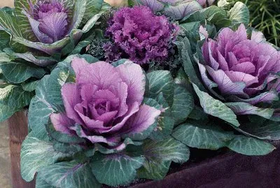 Ornamental Potted Kale