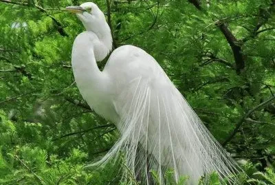 ç™½é·º