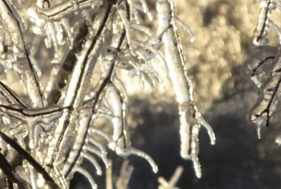 Lots of ice  NB storm Jan 24 2017