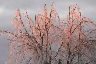 Sunrise through icy bushes Jan 25 2017