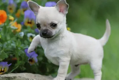 chiuahua