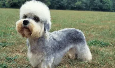 dandi dinmont terrier breed jigsaw puzzle