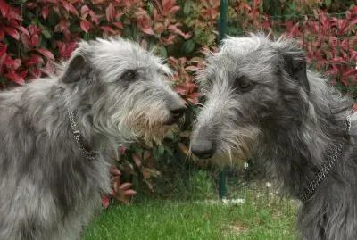 deerhound jigsaw puzzle