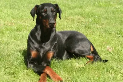 dobermann jigsaw puzzle