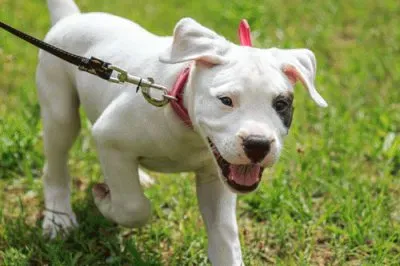 dogo argentino jigsaw puzzle