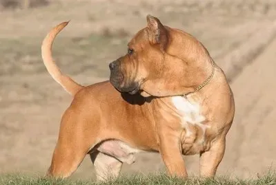 dogo canario jigsaw puzzle