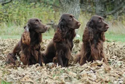 field spaniel
