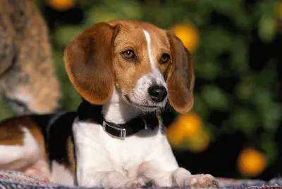 פאזל של foxhound