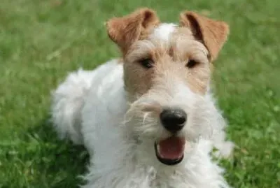 fox terrier