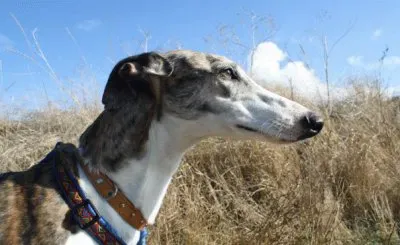 פאזל של galgo