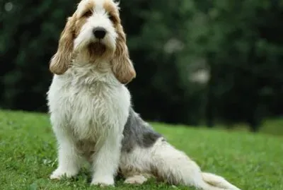 grand basset griffon vendeen
