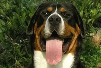 פאזל של gran bovaro svizzero