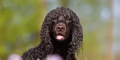 irish water spaniel