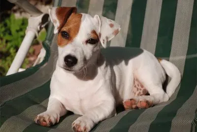 jack russell terrier