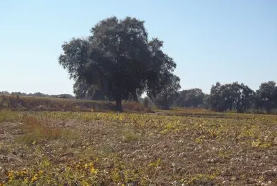 Autumn field