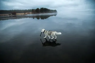 ANIMALES