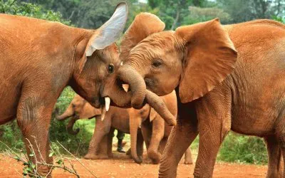 ANIMALES jigsaw puzzle