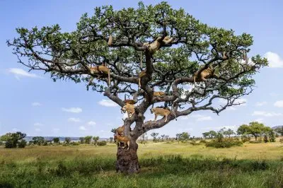 ANIMALES jigsaw puzzle