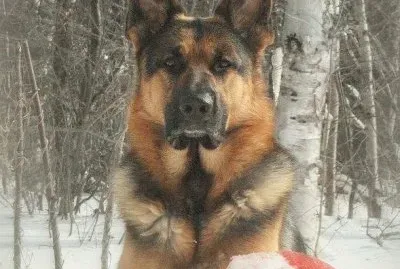 GSD