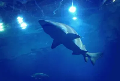 Shark - Portsmouth Marine Aquarium