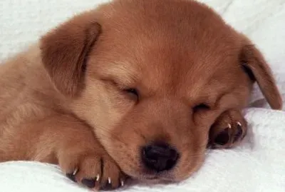 Fotos de animais domÃ©sticos