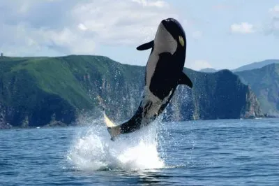 ANIMALES jigsaw puzzle