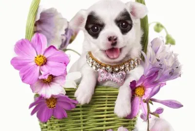 ANIMALES