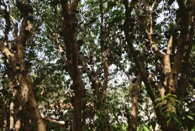 jabuticabeira da minha casa